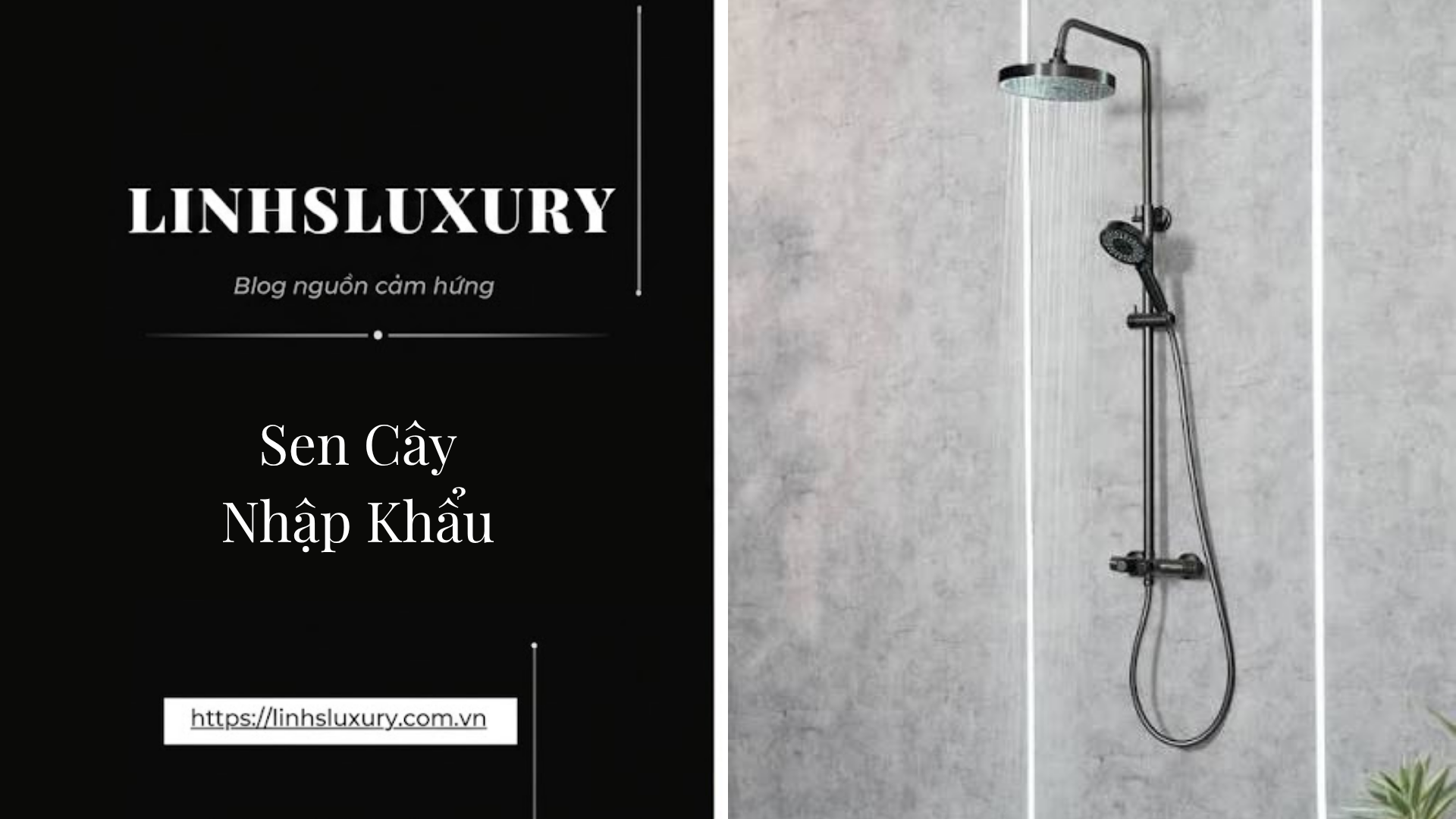 Sen Cây Nhập Khẩu | Linh's Luxury